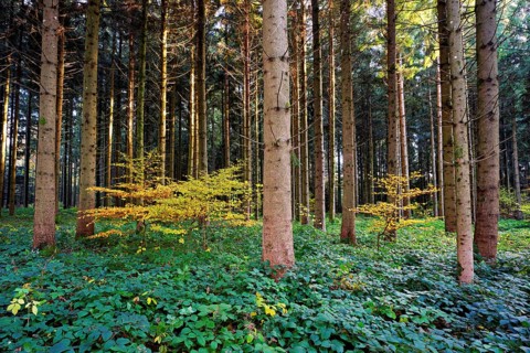 Autumn-colored beech trees stand in Nadelwald, Horben, Canton Aargau, Switzerland