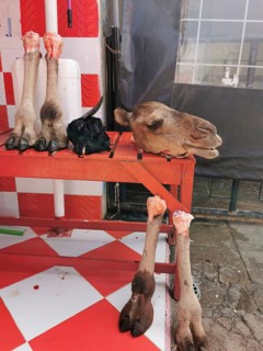 Camel parts (camelum) on red and white table in butchery atmosphere, cruel picture, sale of camel