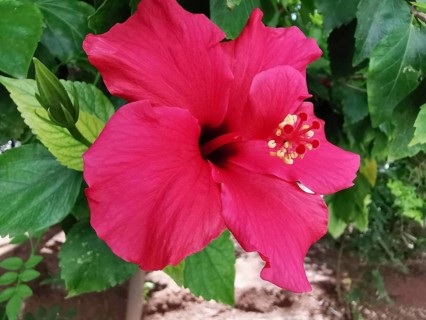 A red hibiscus flower in front of green leaves in a garden, Morocco