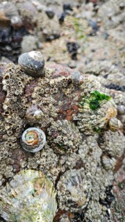 Close-up of mussels, marine life and algae on rocks, on a rocky coast, Morocco