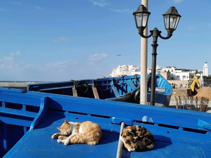 Sleeping cats (felis catus) on a blue boat in the harbour under a bright blue sky, Morocco