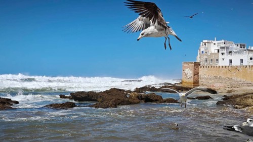 Seagulls (larinae) flying over the sea with waves and old city walls in the background, Essaouira,