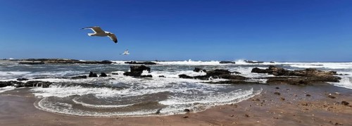Seagulls (larinae) over a sandy beach with waves under a clear blue sky, Essaouira, Morocco