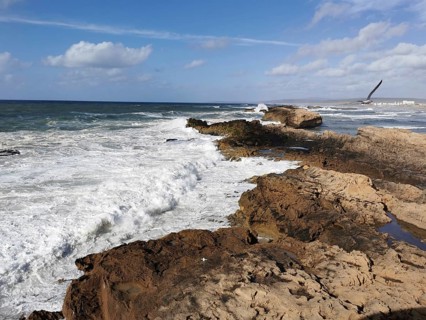 Rocky coast with strong waves under a clear sky and a seagull (larinae), Morocco