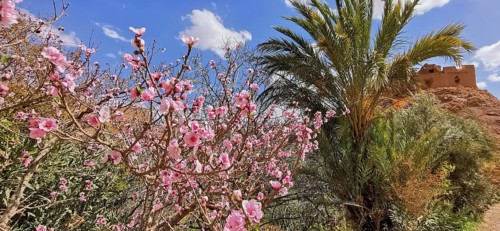 Blooming tree and palm trees against a clear blue sky in a lively landscape, Morocco