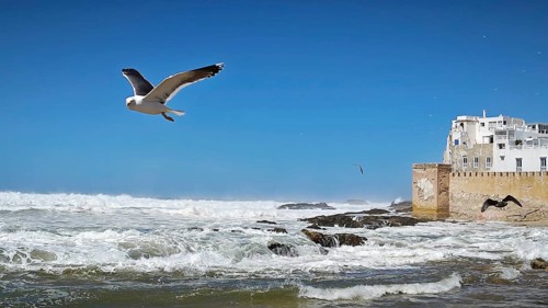 Flying seagull (larinae) over the sea with old city walls in the background, Essaouira, Morocco