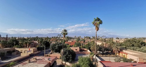 Cityscape with palm trees under a clear blue sky surrounded by low-rise buildings, Morocco