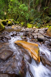 Mhlwazini River flows through thick forest, original mountain forest, Rainbow Gorge,