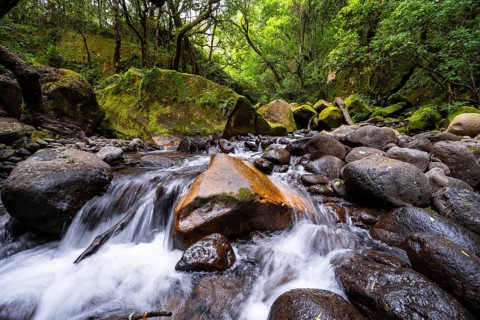 Mhlwazini River flows through thick forest, original mountain forest, Rainbow Gorge,