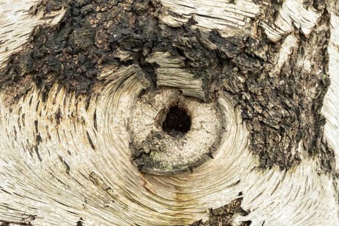 Silver birch tree (Betula pendula) close up of a hole in the bark of the trunk thats looks like an