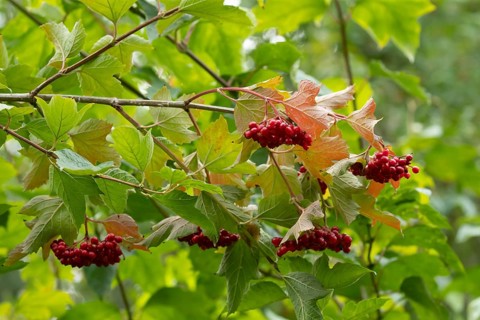 Guelder rose (Viburnum opulus) tree red berries in summer, England, United Kingdom