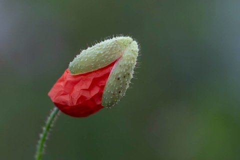 Common field poppy (Papaver rhoeas) single red flower bud in summer, England, United Kingdom