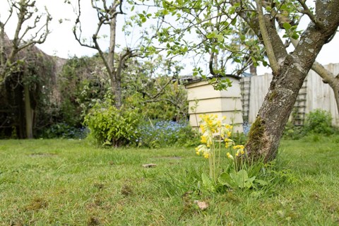 Cowslip (Primula veris) flower in a garden lawn in spring, England, United Kingdom