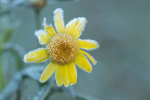 Corn marigold (Glebionis segetum) single flower covered in frost in winter, England, United Kingdom
