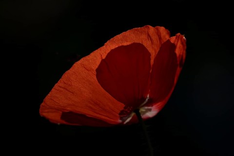 Common field poppy (Papaver rhoeas) single red flower backlit in summer, England, United Kingdom