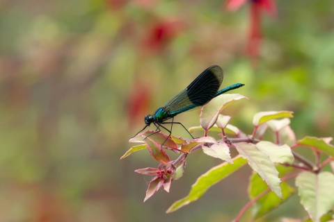 Banded demoiselle damselfly (Calopteryx splendens) adult male insect resting on a garden fuchsia