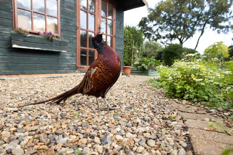 Common pheasant (Phasianus colchicus) adult male game bird on a garden path with a shed in the