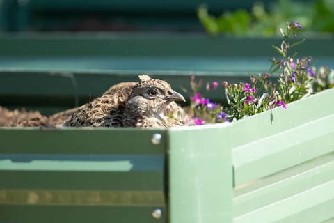 Common pheasant (Phasianus colchicus) adult female game bird on a garden raised bed, England,