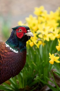 Common pheasant (Phasianus colchicus) adult male game bird in a garden in spring, England, United