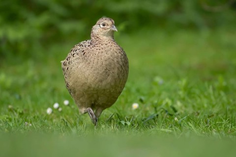Common pheasant (Phasianus colchicus) adult female game bird in a garden in spring, England, United