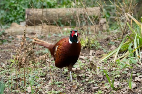 Common pheasant (Phasianus colchicus) adult male game bird in a garden in winter, England, United