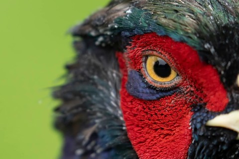 Common pheasant (Phasianus colchicus) adult male game bird head portrait, England, United Kingdom