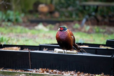 Common pheasant (Phasianus colchicus) adult male game bird on a garden raised bed, England, United