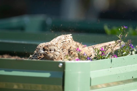 Common pheasant (Phasianus colchicus) adult female game bird dust bathing on a garden raised bed,
