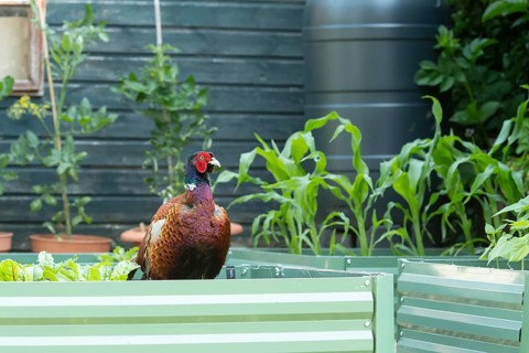 Common pheasant (Phasianus colchicus) adult male game bird on a garden vegetable raised bed in