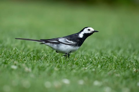 Pied wagtail (Motacilla alba) adult bird on a garden grass lawn in summer, England, United Kingdom