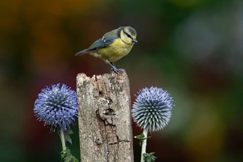 Blue tit (Cyanistes caeruleus) adult garden bird on a wooden post in summer, England, United