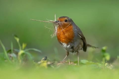 European robin (Erithacus rubecula) adult garden bird collecting nest material in its beak in