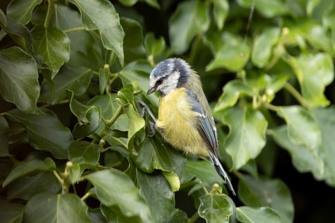 Blue tit (Cyanistes caeruleus) adult garden bird on an Ivy tree branch in summer, England, United