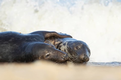Atlantic grey seal (Halichoerus grypus) two adult seals animals in love hugging in the waves of the