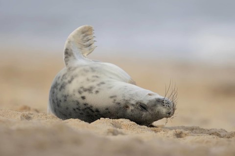 Atlantic grey seal (Halichoerus grypus) adult animal sleeping on a sandy beach, England, United