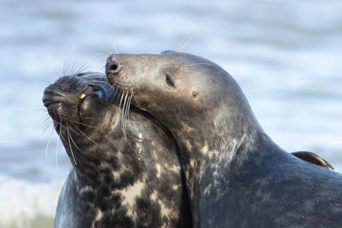 Atlantic grey seal (Halichoerus grypus) two adult animals in love courting on a beach on a
