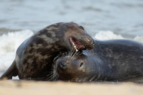 Atlantic grey seal (Halichoerus grypus) two adult seals animals playing on a beach on a coastline,