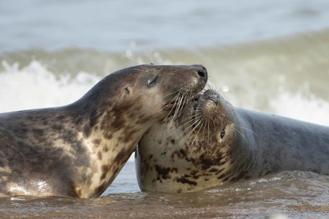 Atlantic grey seal (Halichoerus grypus) two adult animals in love courting in the sea, England,