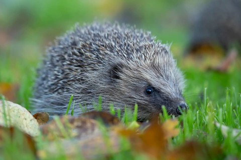 European hedgehog (Erinaceus europaeus) adult animal walking on a garden grass lawn in autumn,