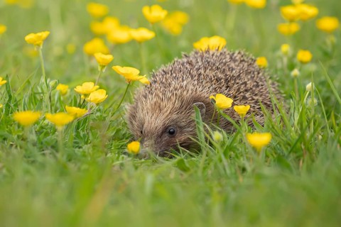 European hedgehog (Erinaceus europaeus) adult animal walking on a countryside meadow with Buttercup