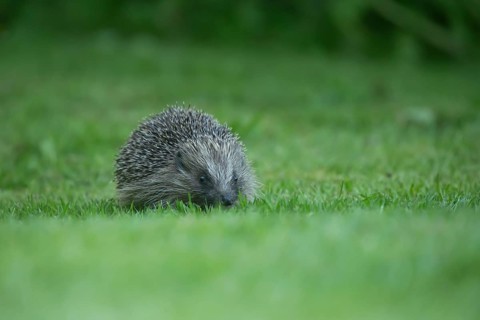 European hedgehog (Erinaceus europaeus) adult animal on a garden grass lawn in spring, England,