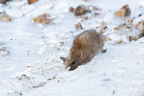 Brown rat (Rattus norvegicus) adult rodent animal searching for food on ice on a frozen lake in