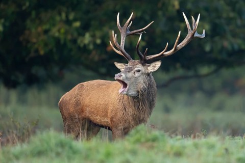 Red deer (Cervus elaphus) adult male stag animal roaring during the rut in autumn, England, United