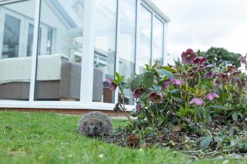 European hedgehog (Erinaceus europaeus) adult animal on a garden grass lawn with a house in the