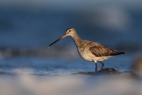 Bar-tailed Godwit (Limosa lapponica), Texel, Netherlands
