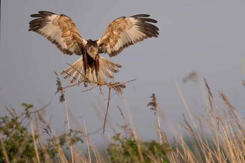 Marsh harrier (Circus aeruginosus), Texel, Netherlands
