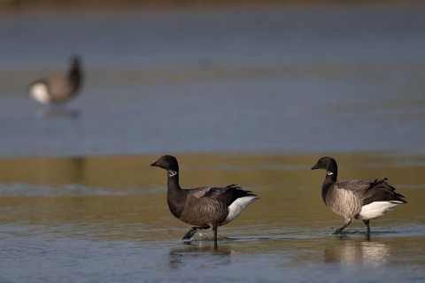 Brent goose (Branta bernicla), Texel, Netherlands