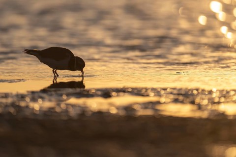 Ringed Plover (Charadrius hiaticula), Texel, Netherlands