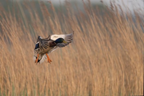 Mallard (Anas platyrhynchos), Texel, Netherlands