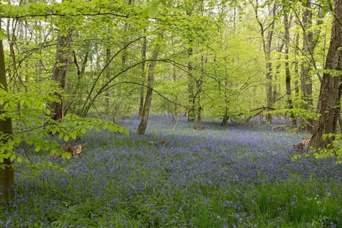 Common or English bluebell (Hyacinthoides non-scripta) carpet of blue wildflowers in a woodland in